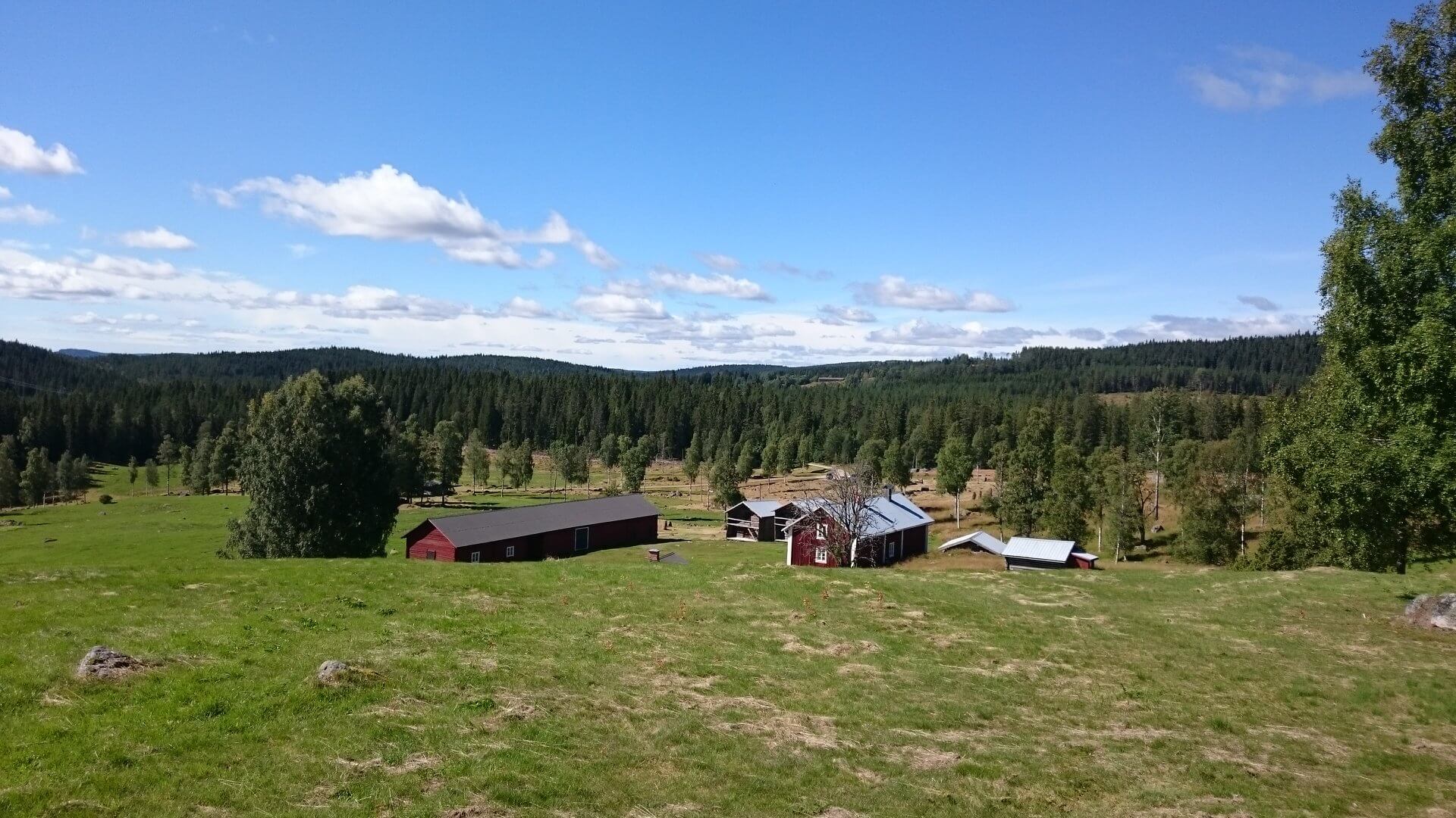 Johula på sommaren
