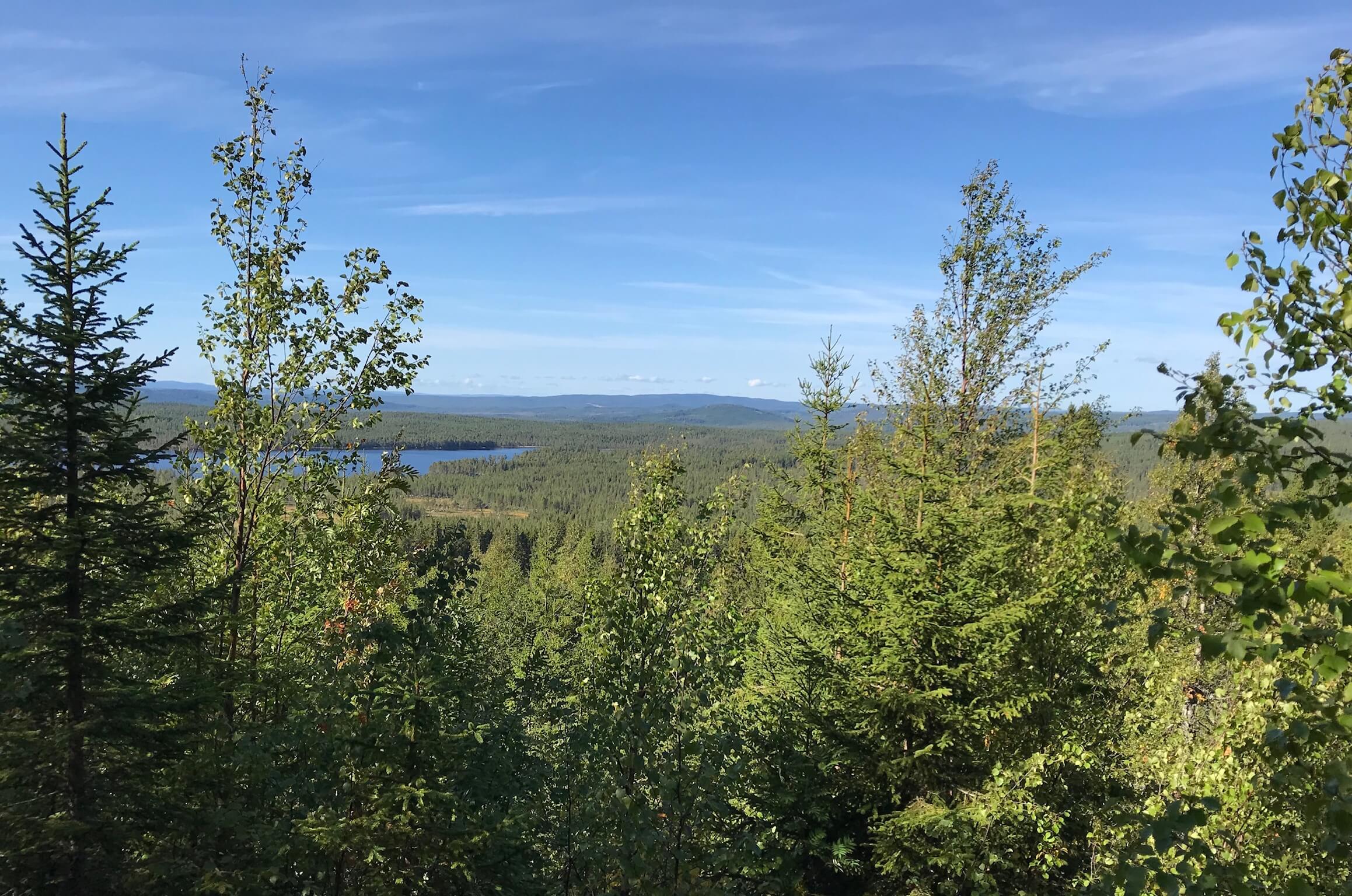 Skogsutsikt